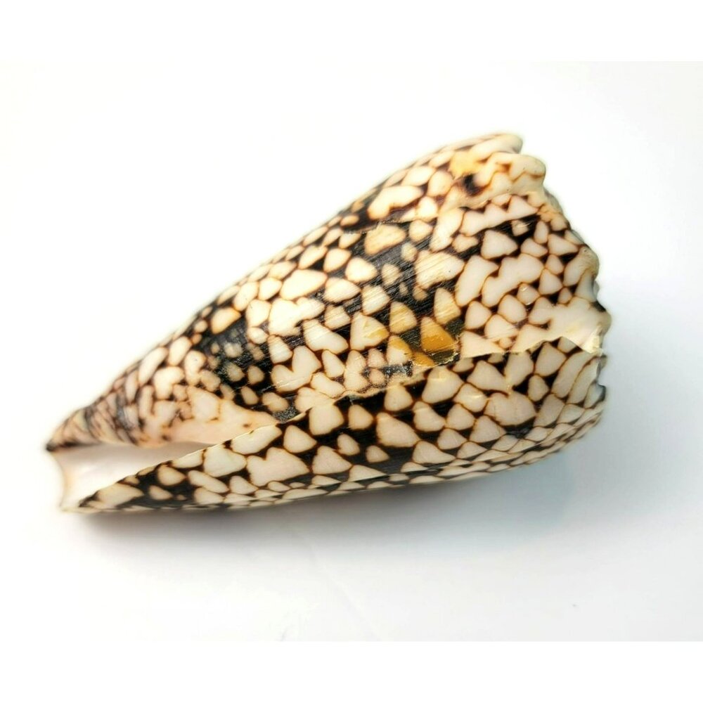 Large Conus Marmoreus Seashell Brown and White Ocean Decor JH1358 - Picture 4 of 10